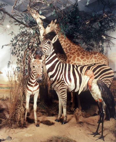 Tiermuseum Zebra